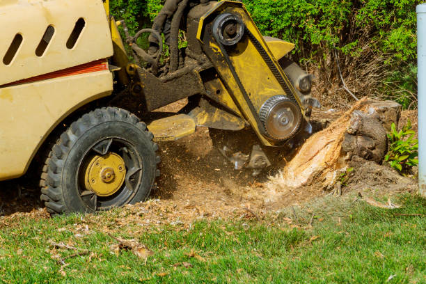 Best Lawn Renovation and Restoration  in Eustace, TX